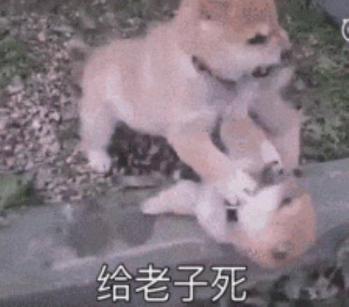 中超球队展,新星云集,艾比布拉,大赢家足球即时比分,大赢家比分,大赢家体育比分网,比分直播