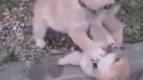 2025中超球队展望：新星云集，艾比布拉、蒯纪闻等年轻才俊闪耀登场